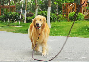 Nuovo Arrivo 2023: Guinzaglio per Cani Resistente in Acciaio Inossidabile e Pelle, Intrecciato con Stampa e Rivetti, Lungo, Colori Marrone e Nero - Product Image 6