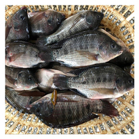 Exportateur de produits de la mer, expédition rapide, vente en gros, tilapia noir entier congelé de petite et grande taille, certifié HACCP, IQF