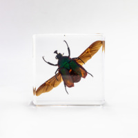 Scarabée en résine acrylique de 58 mm, spécimen d'insecte réel en résine, bloc de résine ambre, presse-papier pour les ressources pédagogiques en biologie