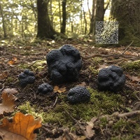 Modèle d'ingrédient alimentaire artificiel hyper-réaliste : Truffe noire de simulation, accessoires de cinéma, kit maître pour le service d'art