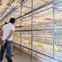 Cage de poulailler automatique en acier galvanisé de type chaîne RETECH pour équipement d'élevage de poulets