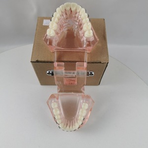 Modèle de démonstration dentaire M3001 avec bracket métallique, modèle anatomique en résine pour la science médicale et l'éducation MX-99 - Product Image 3