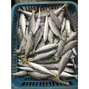Alta calidad Original China Frozen Round Scad Whole Fish Nueva <span class=keywords><strong>temporada</strong></span> Exportado a precio barato para la venta - Product Image 4