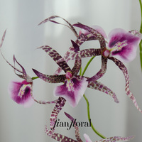 FONG IAN 98cm Tige d'orchidée araignée, fleurs d'orchidée artificielles faites à la main, plantes, fleur de lys araignée, décoration réaliste pour la maison
