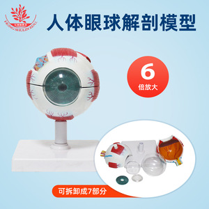 Modelo de anatomía ocular (7 partes, ampliado 6 veces): retina, lente, oftalmología, ajuste de gafas, ambliopía, enseñanza del astigmatismo. - Product Image 4