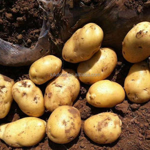 Pommes de terre fraîches biologiques Dégustation sucrée Nouveau <span class=keywords><strong>Corps</strong></span> Produit originaire d'exportation - Product Image 5