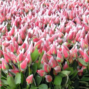 Trung Quốc nhà máy Made PE nhựa bảo vệ <span class=keywords><strong>Rose</strong></span> <span class=keywords><strong>Flower</strong></span> bọc Net - Product Image 3