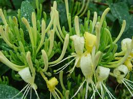 Flores masculinas de eucommia ulmoides, polvo para el cuidado de la salud, gran oferta - Product Image 2