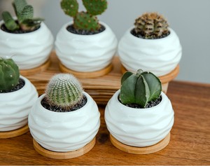 Maceta para flores suculentas, maceta creativa de cerámica, maceta pequeña de porcelana blanca suculenta, maceta para plantas (<span class=keywords><strong>planta</strong></span> no incluida) - Product Image 5