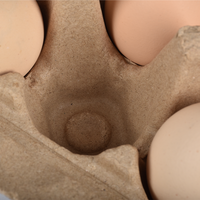 Muestras Gratis, Bandeja de Cartón Biodegradable Desechable para Huevos, en Tamaños 6/8/10/12/16, en Venta
