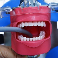 Simuladores de entrenamiento Dental avanzado, modelo de preparación de dientes para enseñanza de ciencias médicas