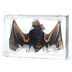 真正的蝙蝠透明树脂装饰蝙蝠安全教育标本定制设计万圣节装饰