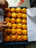 Mandarine Orange Tangerine Segar