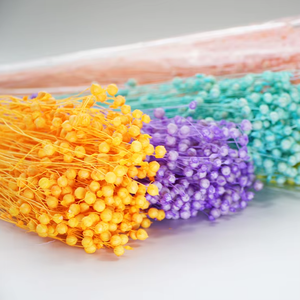 Fournitures de <span class=keywords><strong>fleuriste</strong></span> de haute qualité, fleurs séchées naturelles, fraîches et éternelles, haricots de jequirity, perles en désordre, pour la décoration de la maison - Product Image 3