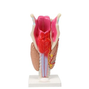 Modèle d'anatomie laryngée de Qinghua, modèle d'anatomie laryngée humaine agrandi, instrument d'enseignement et de formation biomédicale - Product Image 3