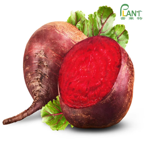 אבקת מיץ סלק באיכות גבוהה, 100% טבעי, מיובש בהתזה, אבקת תמצית שורש סלק אדום בכמות גדולה, מחיר ספק סיטונאי, 1 ק\\\"ג - Product Image 3