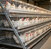 Cage à poulettes de type A, galvanisée à chaud, système d'alimentation automatique pour l'élevage de poussins de 1 à 10 semaines
