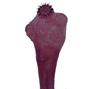 Preparación de Portaobjetos de Microscopio para Parásitos Médicos, 25 Tipos de Especímenes de Biología de Parásitos, Portaobjetos de Parásitos Reales Transparentes - Product Image 2