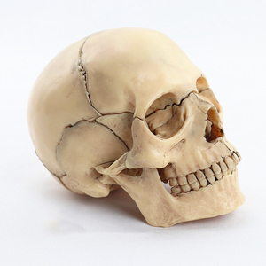 Modelo Anatómico de Esqueleto Humano de Resina a Tamaño Real, Colorido, para Accesorios de Fiesta de Halloween, Decoración del Hogar, Jardinería y Celebraciones - Product Image 1