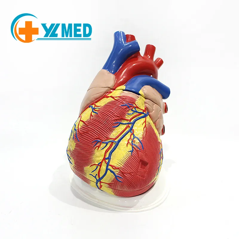 의학 고급 5 배 실물 크기 PVC 해부학 모델 인체 심장 의료 모델