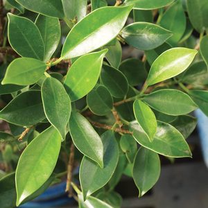 <span class=keywords><strong>Kit</strong></span> de Bonsái para Principiantes con Maceta de Plástico y Mini Herramientas, Regalo Perfecto para Amantes de la Jardinería - Product Image 3