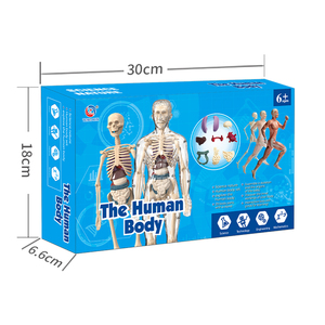 Torse <span class=keywords><strong>humain</strong></span> modèle d'enseignement corps <span class=keywords><strong>humain</strong></span> <span class=keywords><strong>squelette</strong></span> organes Structure Science modèle corps <span class=keywords><strong>humain</strong></span> assemblage jouet pour enfants - Product Image 3