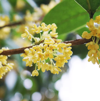Thé aux fleurs 100% naturel aromatisé à l'Osmanthus, qualité supérieure du Zhejiang, saveur intense, en vrac, certifié ISO, emballage en sachets de thé santé