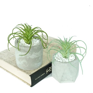 <span class=keywords><strong>Vendita</strong></span> della fabbrica di plastica succulenta falso Tillandsia <span class=keywords><strong>piante</strong></span> artificiali per la decorazione della casa - Product Image 5
