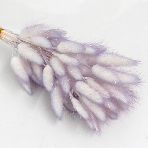 Dekorative Blume Natürliche getrocknete Hasen schwänze <span class=keywords><strong>Lagurus</strong></span> Getrocknete Ovatus Gras blumen <span class=keywords><strong>Lagurus</strong></span> Getrocknete Blumen Pampas Hasen schwänze Blume - Product Image 2