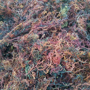 Musgo Marino Seco Eucheuma Cottonii, Alga Irlandesa Cruda, Dorado Púrpura, Orgánico, Empaquetado a Granel, Silvestre, Spinosum, Directo de Fábrica en Vietnam - Product Image 1