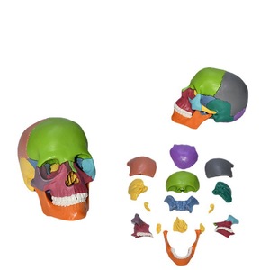 Modèle <span class=keywords><strong>de</strong></span> crâne et squelette en PVC coloré, 15 pièces détachables, 1/2 taille réelle - Product Image 5