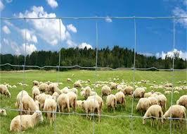 Cercas para Pastoreo Galvanizadas, Resistentes y de Alta Calidad, Cercas para Praderas y Campos Agrícolas - Product Image 6