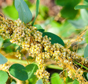 Tự nhiên bổ sung tinh dịch <span class=keywords><strong>cuscutae</strong></span> chiết xuất Trung Quốc dodder chiết xuất hạt bột cuscuta reflexa chiết xuất bột - Product Image 4