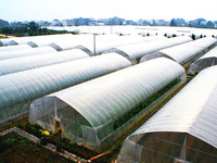Serre agricole Tunnel Culture de tomates Structures de serres pour potager