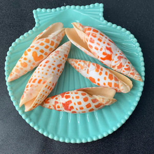 Conchas <span class=keywords><strong>de</strong></span> <span class=keywords><strong>caracol</strong></span> para decoración del hogar, pluma roja Natural, artesanía, espécimen biológico <span class=keywords><strong>marino</strong></span> - Product Image 2