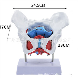 Pénisse humain ; Modèle de pénisse et de muscles du plancher pelvien féminin ; Modèle d'os pelvien féminin ; Modèle d'anatomie squelettique - Product Image 4