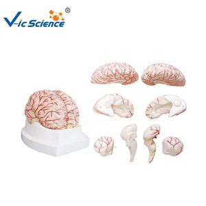Medizinisches Bildungs modell Medizinisches anatomisches menschliches Gehirn modell Modell der Gehirn-und Zerebral arterie - Product Image 1
