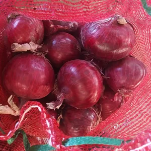 10kg mesh bag fresh red pink onion from Shandong Xuanyi