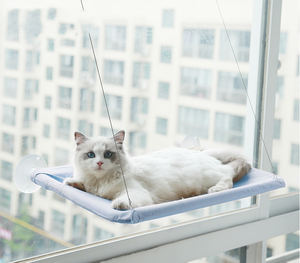 Hiphoppet, superventas, producto para mascotas, hamaca plegable duradera para ventana de gato con gancho, cama para gato que ahorra espacio con ventosa, suministro para mascotas - Product Image 3