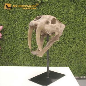 MY DINO AS-202 Exposition Éducative Musée des Sciences Tête de squelette de <span class=keywords><strong>tigre</strong></span> à dents de <span class=keywords><strong>sabre</strong></span> - Product Image 1
