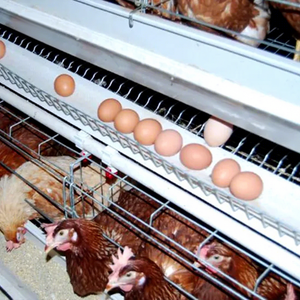 Cage à poules pondeuses de <span class=keywords><strong>type</strong></span> A, 4 niveaux, 4 portes, cages à poules pondeuses en batterie, poulaillers pour équipement agricole - Product Image 1