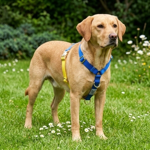Imbracatura per Cani Personalizzata a Colori, Imbracatura a <span class=keywords><strong>H</strong></span> Senza Trazione, Resistente, in Nylon, Prodotta su Misura per Cani Piccoli e Grandi - Product Image 1