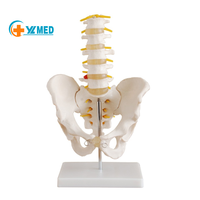 Modelo de Pelvis Humana de Tamaño Real para Ciencias Médicas con 5 Vértebras Lumbares, Modelo Anatómico Educativo con Certificación CE/ISO