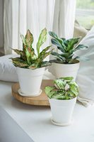 Pot de fleurs personnalisé en fibre de bambou écologique sans BPA, enduit de poudre, incassable, pour la maison et le jardin