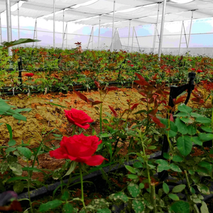 White Polyethylene Greenhouse Cover for Agricultural Use with Cutting Service - Product Image 3
