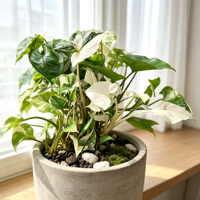 Vente en gros de plantes tropicales Albo Variegated Syngonium à feuilles en forme de flèche pour décoration de rebords de fenêtre, de pots suspendus et d'étagères
