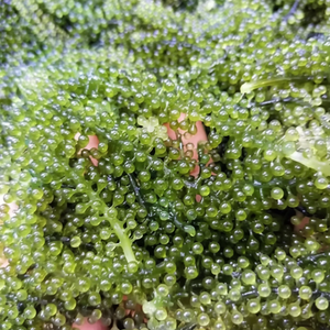 ARTICLE CHAUD-RAISINS DE MER DÉSHYDRATÉS/CAVIAR VERT POPULAIRE EN 2025 - Product Image 1