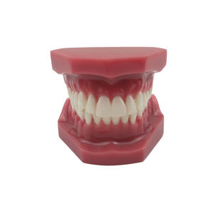 Modèle dentaire orthodontique en résine plastique pour l'enseignement, l'étude et la formation en dentisterie, modèle de mâchoire - Product Image 3