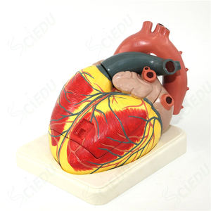 Modello di anatomia <span class=keywords><strong>del</strong></span> cuore grande di alta qualità modello di anatomia <span class=keywords><strong>del</strong></span> cuore umano in plastica medica soggetto di scienza medica modello di cuore di anatomia umana - Product Image 5
