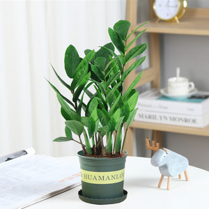 Albero della Fortuna in Vaso per Interni, Sempreverde per Quattro Stagioni, Facile da Curare, Grande e Piccolo - Product Image 6